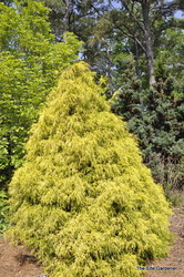 Chamaecyparis pisifera Aurea Nana — photo 3
